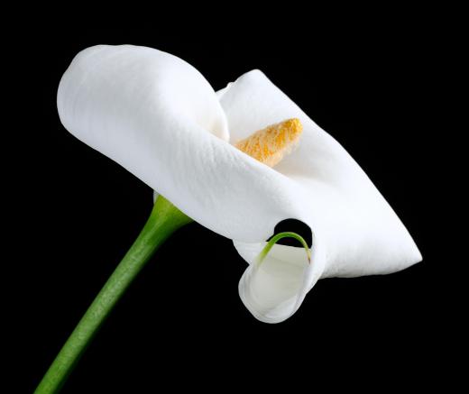 In China, calla lilies are associated with death.
