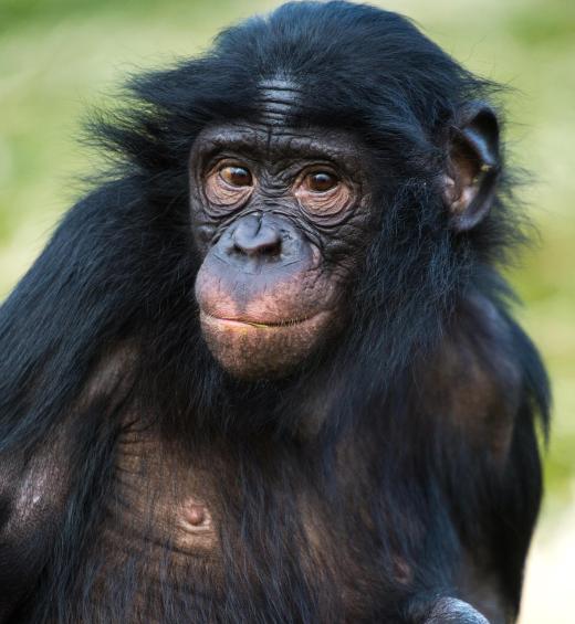 Chimpanzees can be found in the Congo Rainforest.
