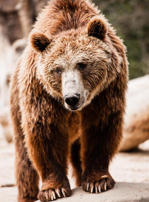 Yeti's may be mistaken for a brown bear that can walk upright.