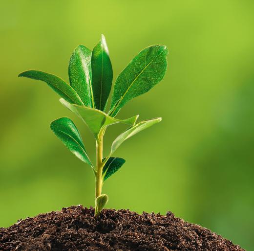 Global ecology is a branch of international relations.