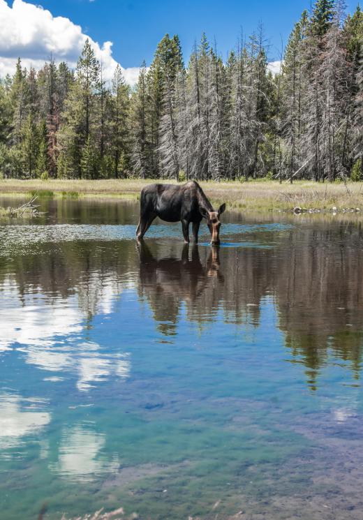 Moose are common throughout Canada.