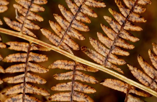 The Ailanthus tree is used to create the scent of Nag Champa.