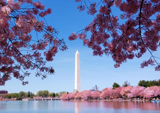 Washington, D.C. has a world famous festival around the time that cherry blossoms bloom.