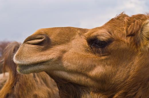 Yurts can be broken down into components that are easily carried by camels, yaks, or other animals.