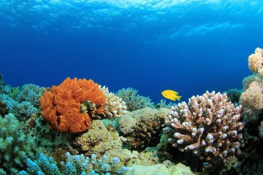 Coral reefs, like this one, are found around Sharm el-Sheikh.