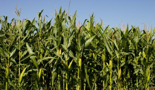 The increasing price of corn is difficult on impoverished Mexican families who rely heavily on corn tortillas for nutrition.