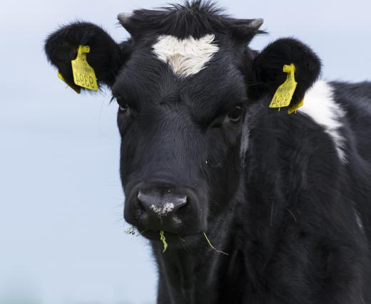 The pampas have been damaged through the practice of cattle overgrazing.