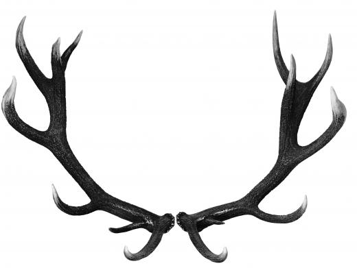 Antlers may be used to make a peace pipe.