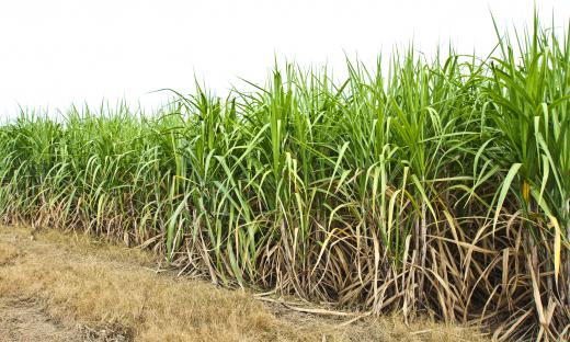 African slaves worked as sugar cane cutters in South America.