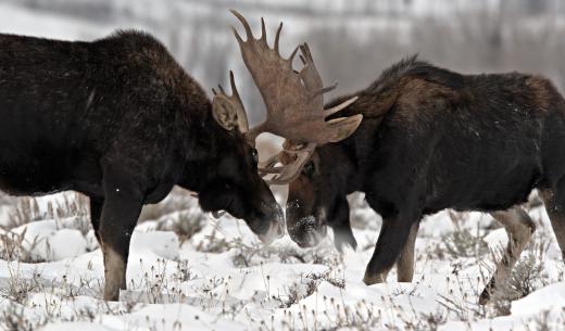 Ontario's coat of arms depicts a moose, bear, and deer.