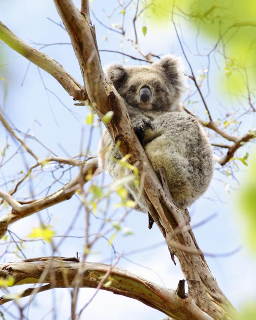 It is believed that many marsupial species, like the koala, survived in Australia because the land bridge that connected it to Eurasia submerged.