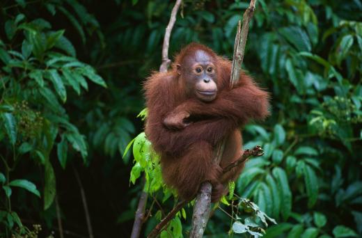 Borneo, the world's third largest island, is home to orangutans.