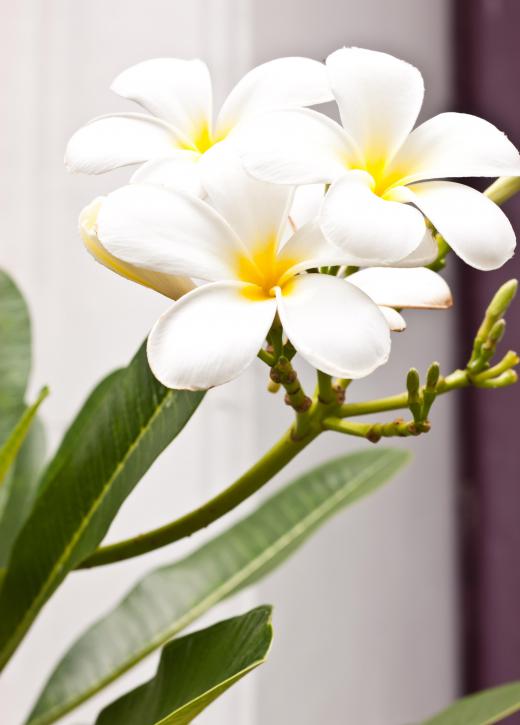 The champa flower is also known as the plumeria.