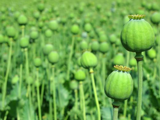 The Taliban is involved in Afghanistan's opium trade.