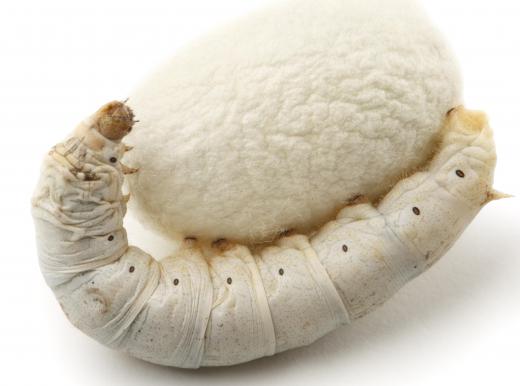 Silk, which comes from the silkworm, is a big export from Cambodia.