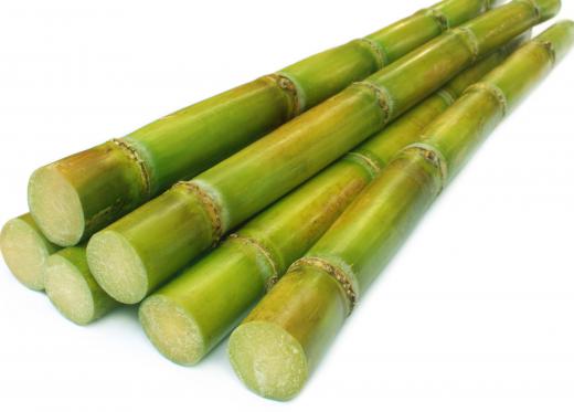 Sugarcane, which is grown in the Hawaiian islands.