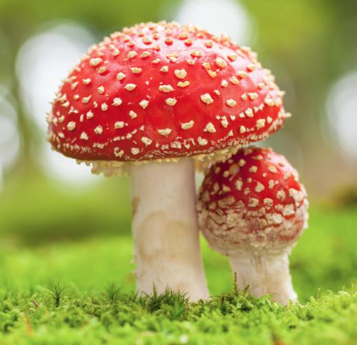 The fly agaric mushroom is an entheogen.