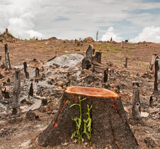 Deforestation is an environmental concern for Paraguay.