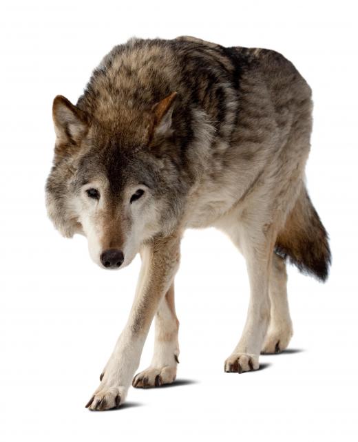 Wolves may be found in the Gobi Desert.